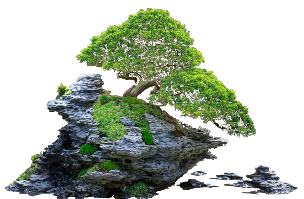Bonsai